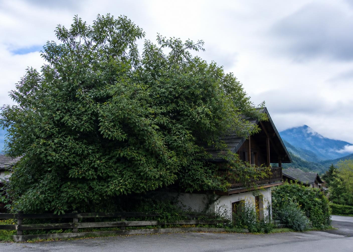 Arbre au houppier dense et enchevêtré avec branches mortes avant élagage