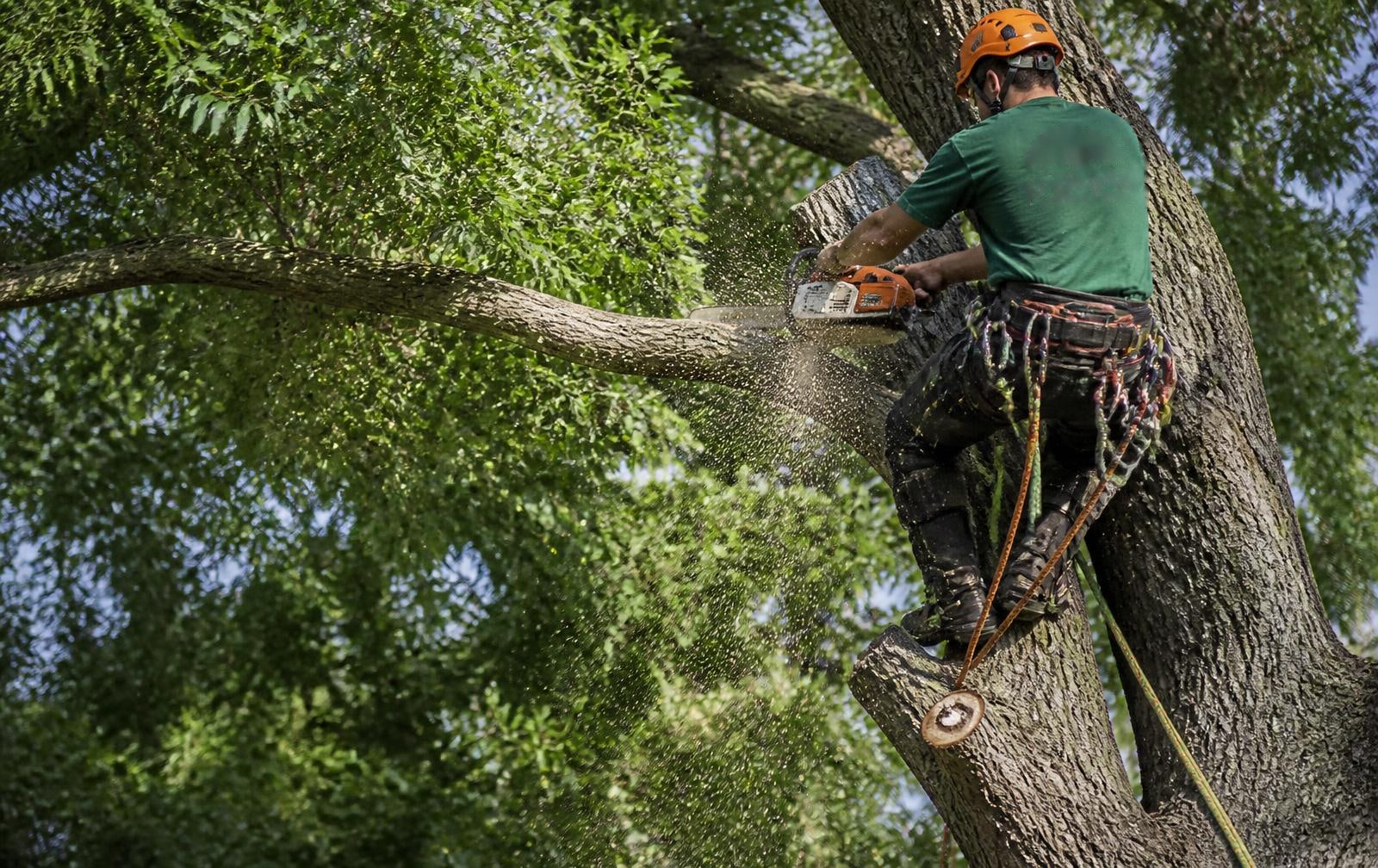 Élagueur ESN Élagage encordé dans un arbre, taillant une grosse branche à la tronçonneuse