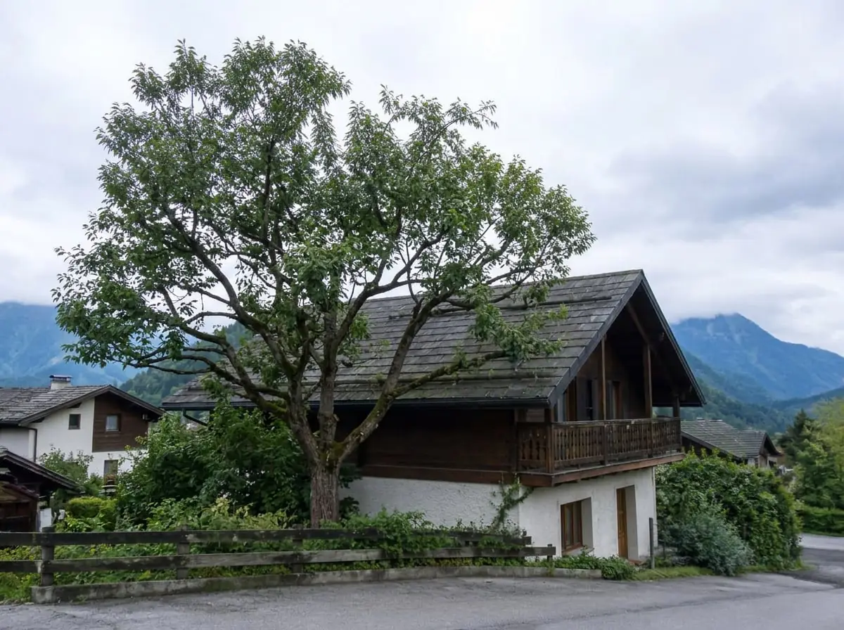 Le même arbre après élagage, couronne éclaircie, le chalet et sa toiture dégagés