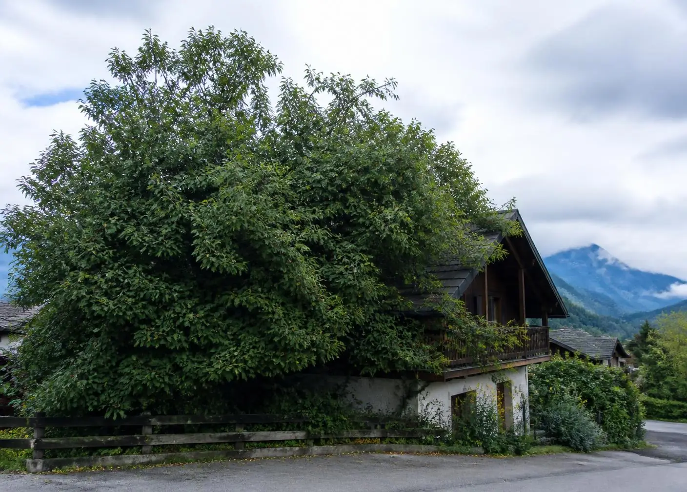 Grand arbre à la couronne dense qui recouvre en partie un chalet, montagnes en arrière-plan