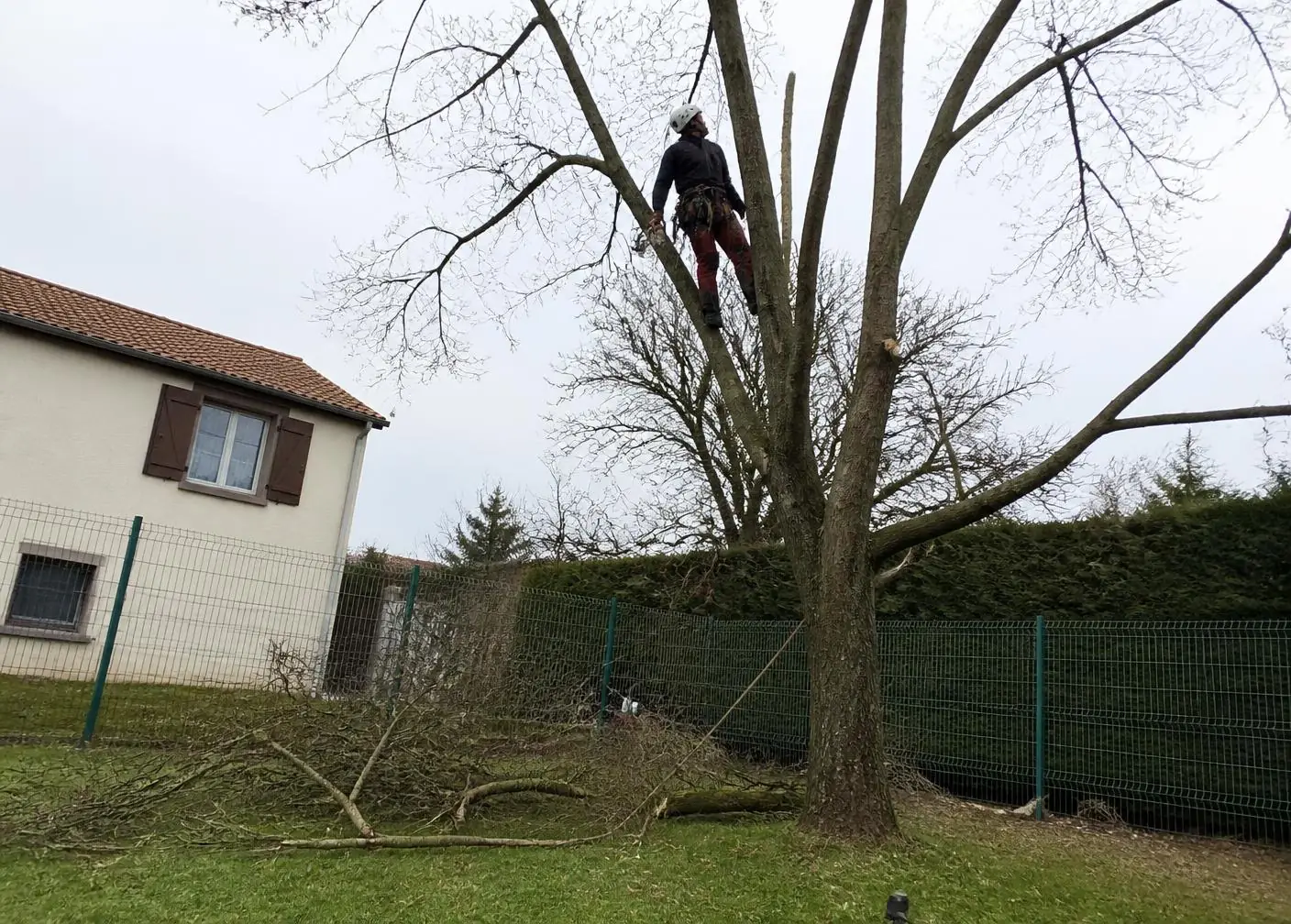 Élagueur casqué et encordé dans la couronne d’un grand arbre sans feuilles, près d’une maison ; branches coupées sur la pelouse